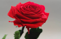 زهرا حیدری باطنی